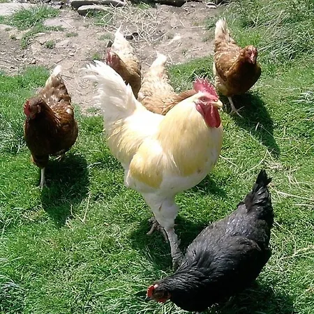 Διαμέρισμα Kriegerhof *